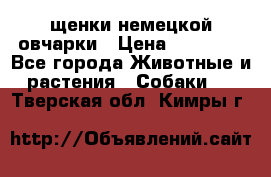 щенки немецкой овчарки › Цена ­ 15 000 - Все города Животные и растения » Собаки   . Тверская обл.,Кимры г.
